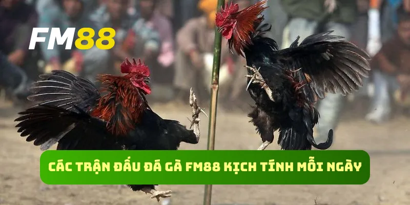 Các trận đấu đá gà FM88 kịch tính mỗi ngày