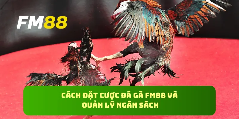 Cách đặt cược đá gà FM88 và quản lý ngân sách