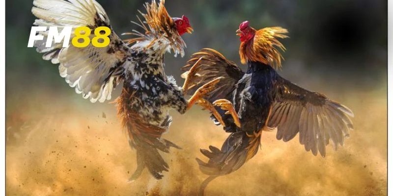 Cách nhận diện gà chiến trong đá gà hoang dã
