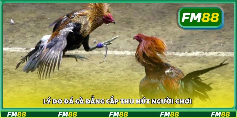 Lý do đá gà đẳng cấp thu hút người chơi