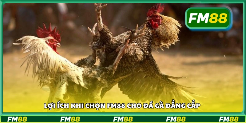 Một số lợi ích khi chọn FM88 cho đá gà đẳng cấp