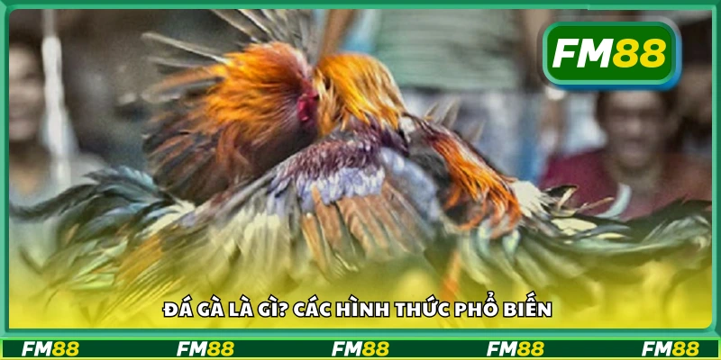 Tìm hiểu về đá gà và những hình thức chơi được ưa chuộng