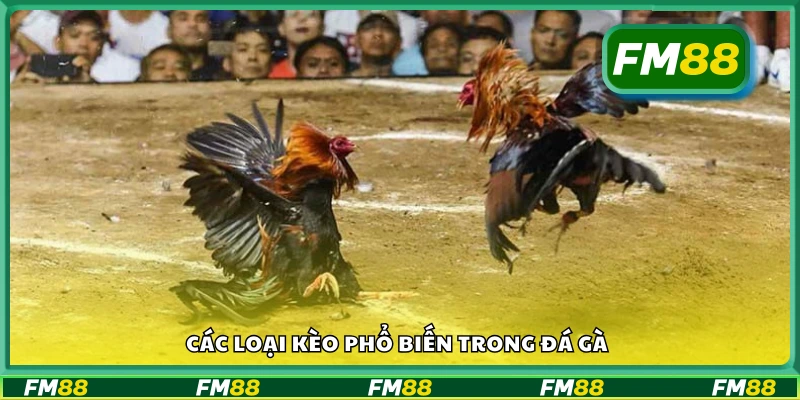 Tìm hiểu về đá gà và những hình thức chơi được ưa chuộng
