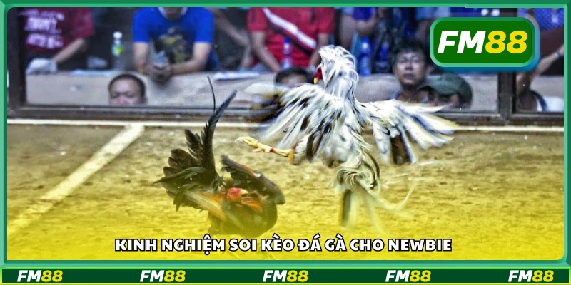 Chia sẻ kinh nghiệm soi kèo đá gà cho newbie