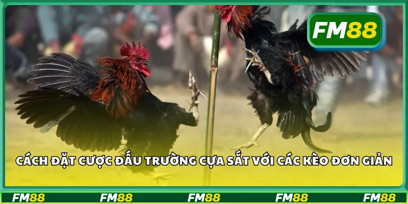 Cách đặt cược đấu trường cựa sắt với các kèo đơn giản
