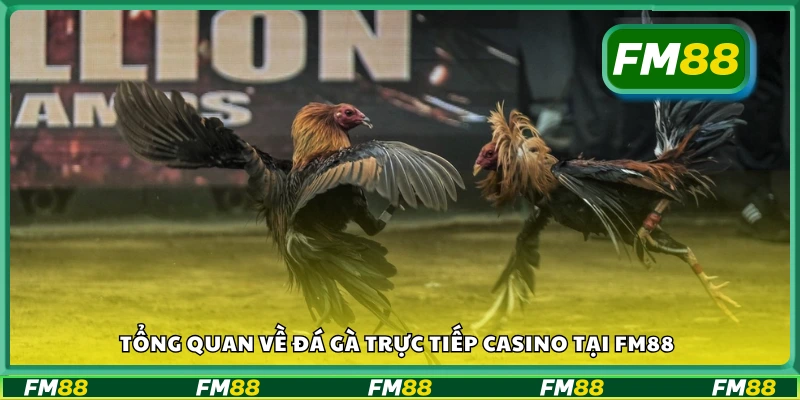 Giới thiệu đá gà casino FM88 cho người mới