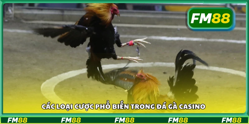 Giới thiệu đá gà casino FM88 cho người mới