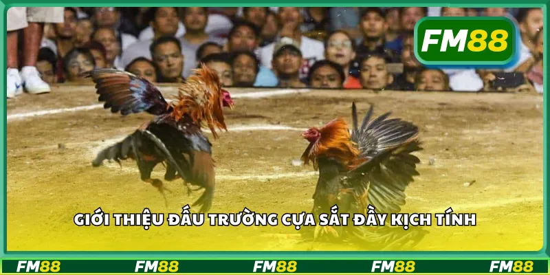Giới thiệu đấu trường cựa sắt đầy kịch tính