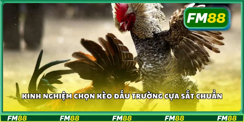 Kinh nghiệm chọn kèo đấu trường cựa sắt chuẩn