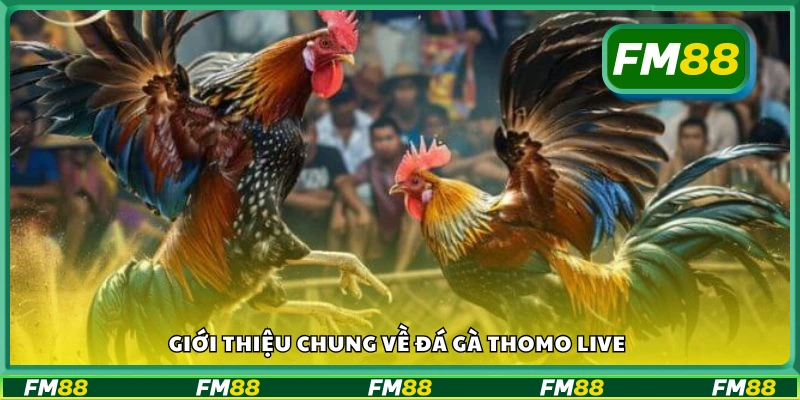 Tổng quan về trò chơi đá gà thomo live FM88