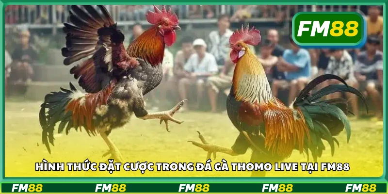 Các loại kèo cược phổ biến trong Đá Gà Thomo FM88
