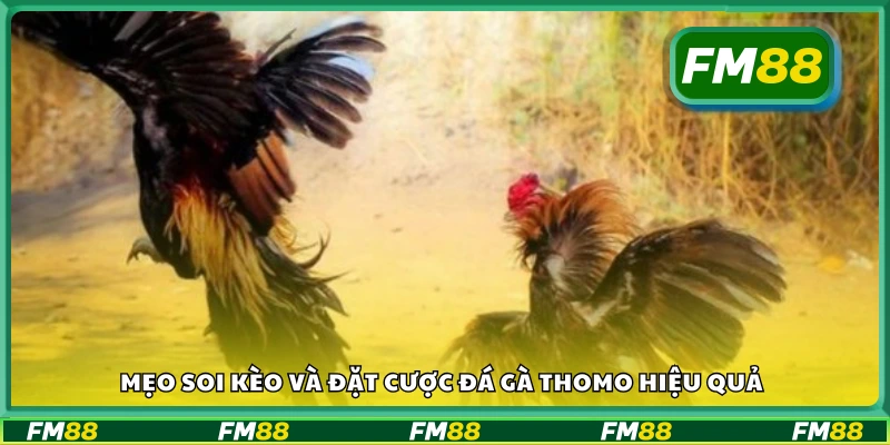 Bí quyết soi kèo đá gà Thomo giúp bạn đặt cược chính xác hơn