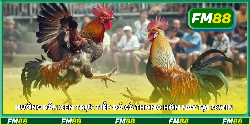 Chi tiết cách xem trực tiếp đá gà Thomo hôm nay tại 78Win