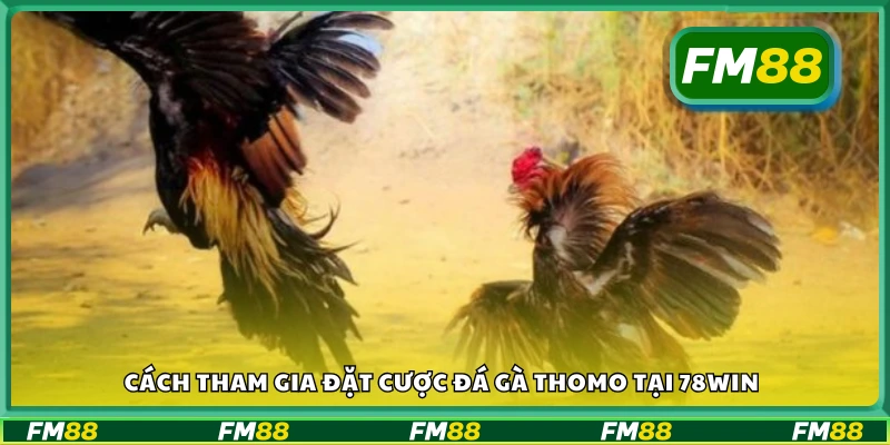 Kinh nghiệm đặt cược đá gà Thomo chắc thắng